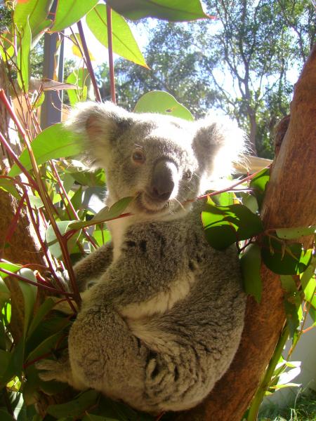 Lana Le Koala...